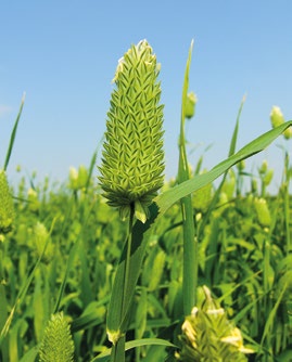 A AGRO-ENVI Vinohrad III jedenáctidruhová směs na 2 roky; obohatí půdu o dusík, zatravněnou plochu rychle ozelení a hluboce prokořenění; směs obsahuje vytrvalé dvouděložné druhy doporučený výsevek: 0