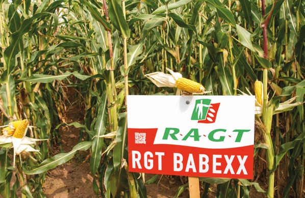 KUKUŘICE Hybridy RAGT RGT TETRAXX Překvapí a nezklame registrace ČR 201 FAO S 20 typ zrna: tvrdý typ až mezityp, typ hybridu: Tc plastický, výkonný hybrid vhodný do chladných lokalit, bohatě olistěná