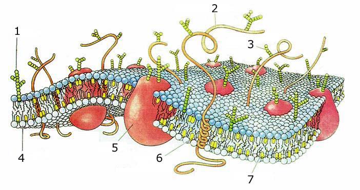 schématický trojrozměrný řez buněčnou membránou 1. glykolipid 2. alfa-helix protein 3.