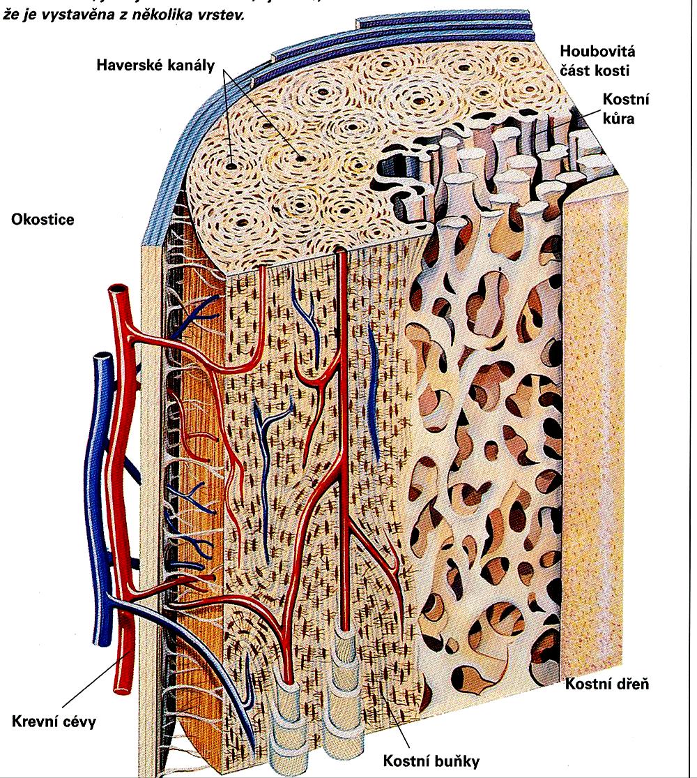 Pevná pojivová tkáň, s mineralizovanou základní hmotou minerální látky činí až 65% objemu kosti!