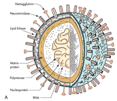 VIRUS RNA, obal druh: Orthomyxoviridae Velikost: Tři typy A, B, C