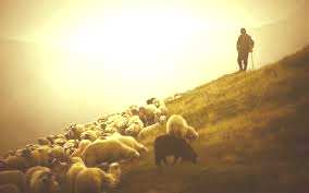 listopad 2016 Já jsem dobrý pastýř; znám své ovce a ony znají mne.