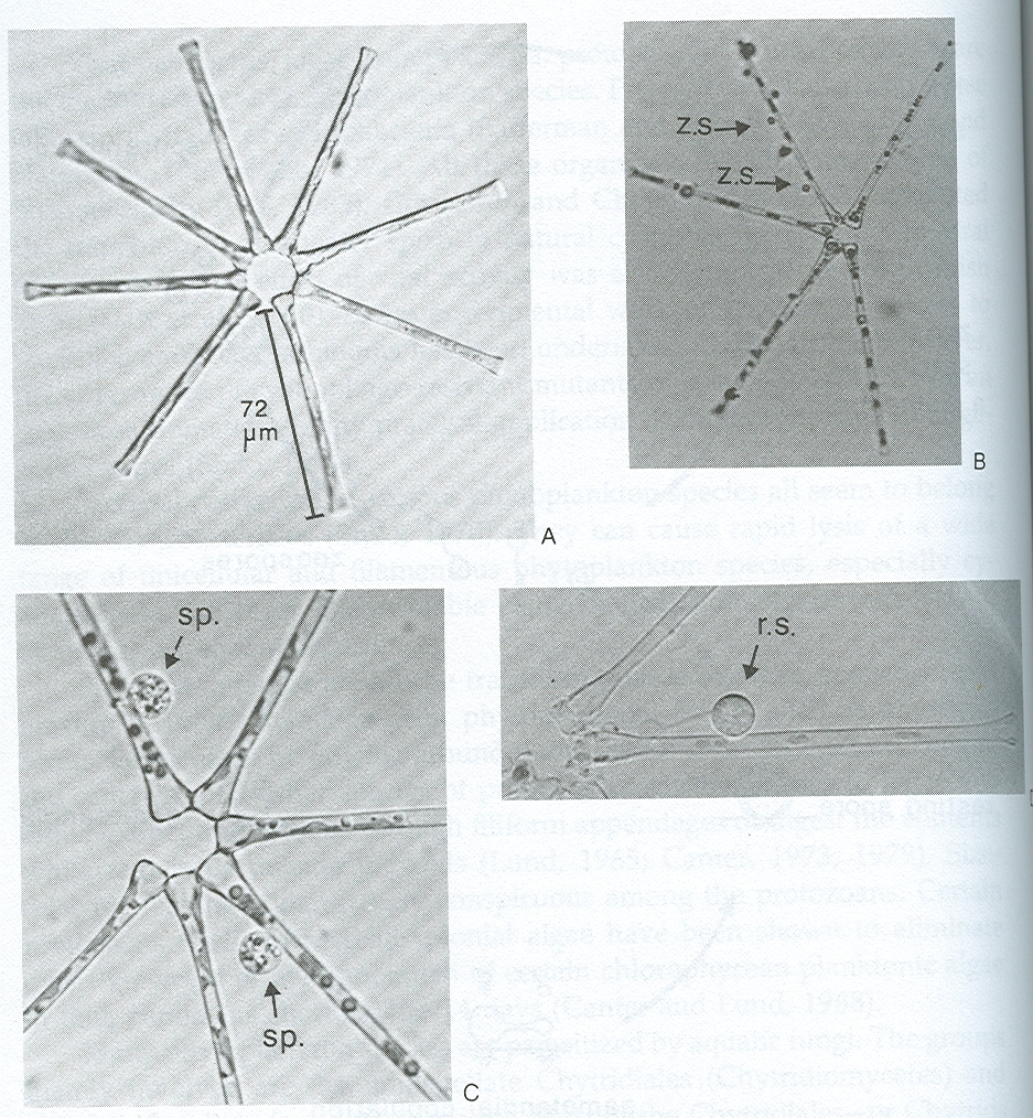 z.s zoospory sp.