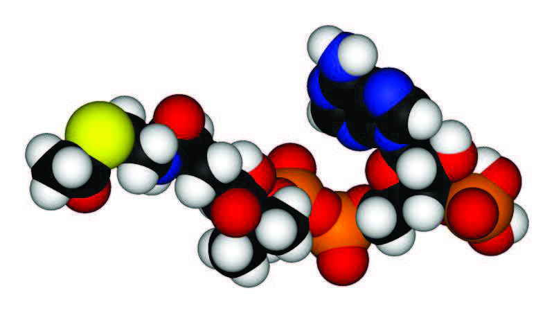 acetylace u Konjugační činidlo acetyl-s-koenzym