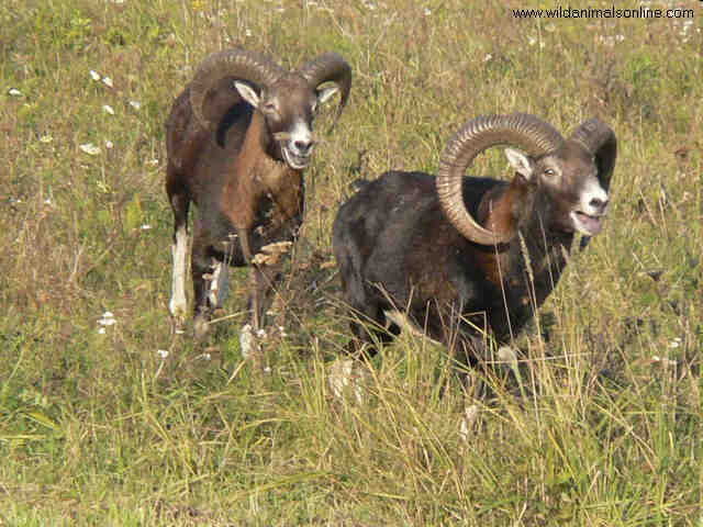 Pôvod oviec Muflón európsky (Ovis Musimon ) Zdroj: