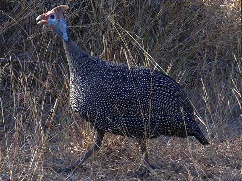 Pôvod perličky Perlička bodkovaná (Numida meleagris) Zdroj: