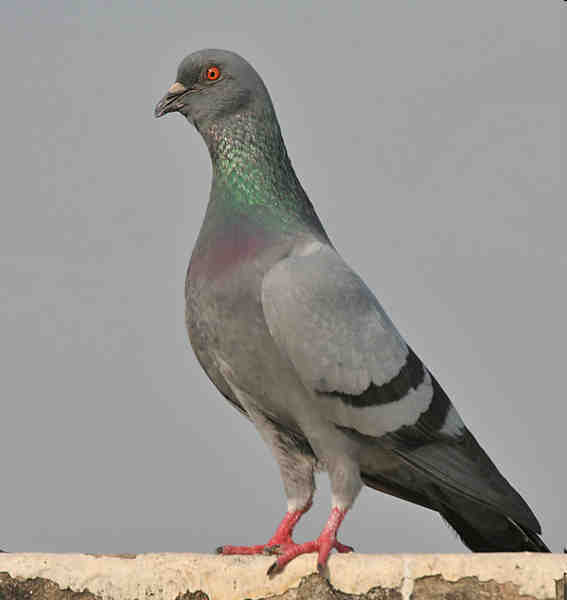 Pôvod holuba Holub skalný (Columba livia) Zdroj: http://upload.wikimedia.