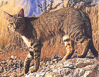 Pôvod mačky Mačka plavá (Felis silvestris