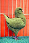 Historie Využití okrasných holubů k jatečním účelům sahá k počátkům civilizace. Lidé využívají důvěry holubů tisíce let.