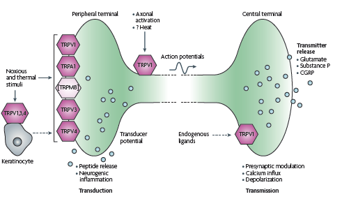 receptor. Izolace genu pro TRPV1 receptor umožnila podrobnější studium molekulární struktury, biofyzikálních vlastností a fyziologické úlohy tohoto receptoru u savců.