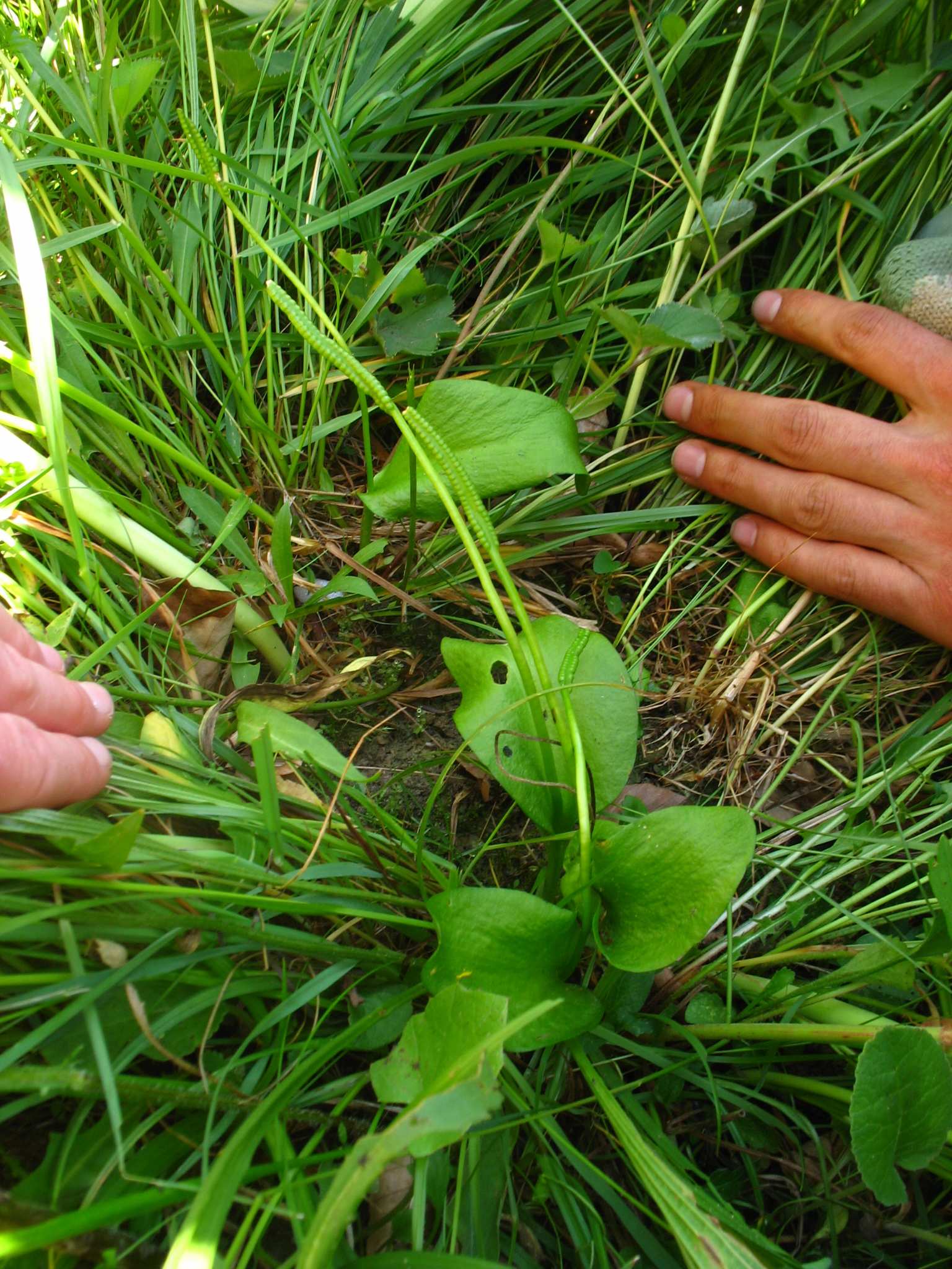 determinovali jako karpatský endemit světlík slovenský (Euphrasia slovaca) a aestivální podruh světlíku lékařského světlík lékařský horský (Euphrasia rostkovina subsp. montana).