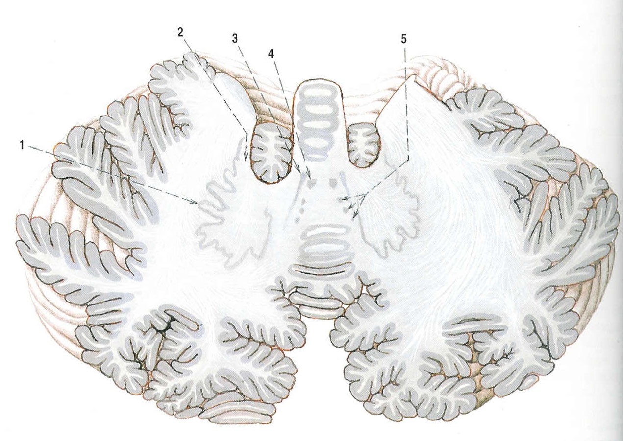 hloubky, přičemž se rozlišují tři následující vrstvy: stratum moleculare, stratum gangliosum a stratum granulosum.