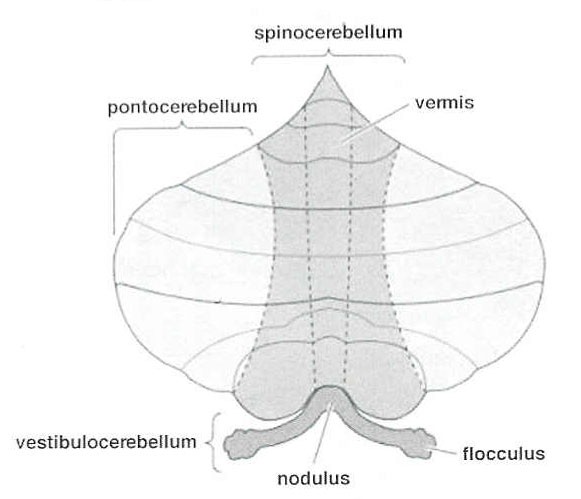 funkce je nezbytná pro udržování vzpřímeného postoje a rovnováhy (ČIHÁK, 1997; MYSLIVEČEK, 2003).