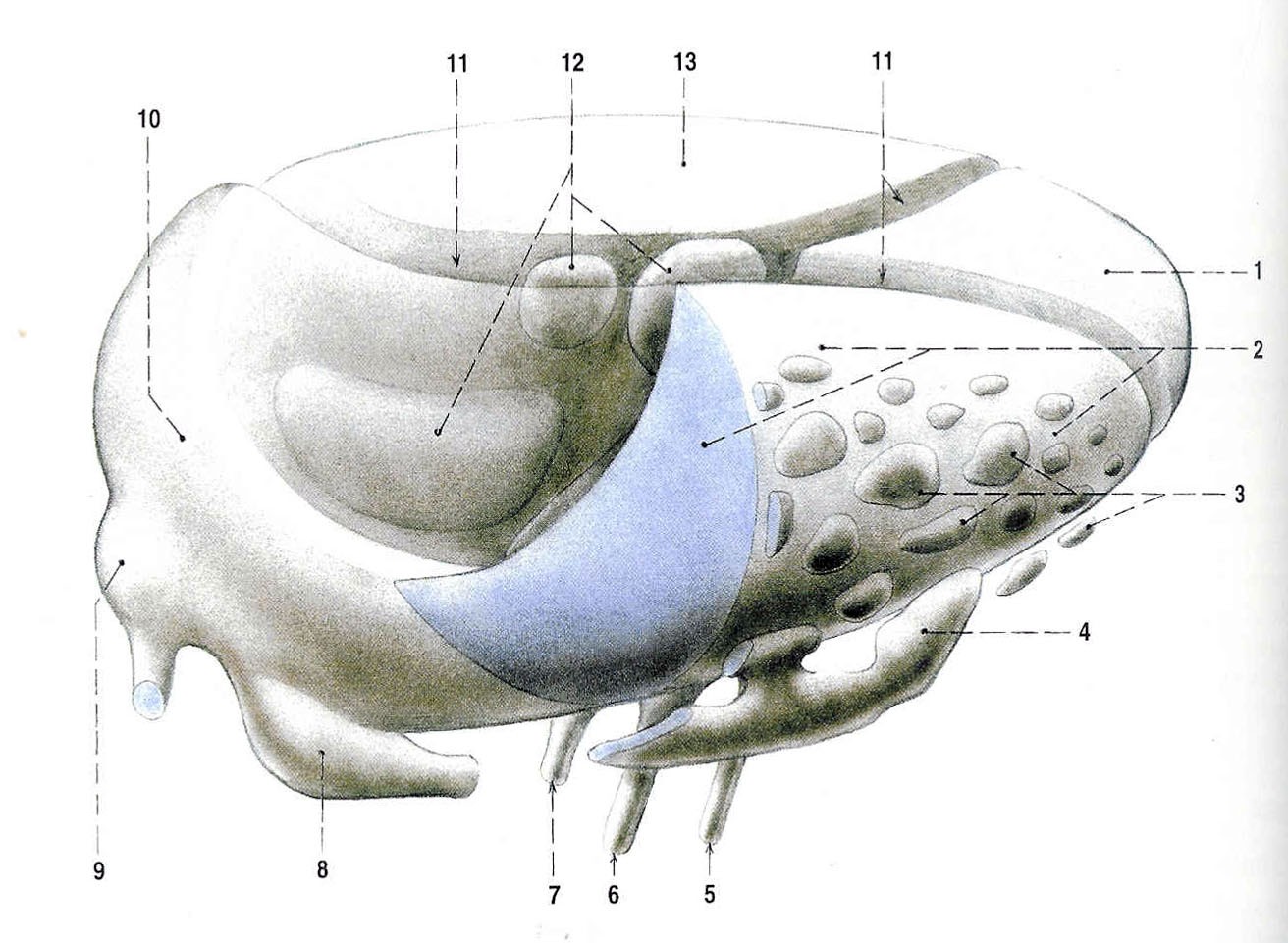 Ncc. anteriores dostávají aferenty z hypothalamu (cestou tractus mamillothalamicus), z hippocampu (cestou fornixu) a z cingulárního závitu mozkové kůry.