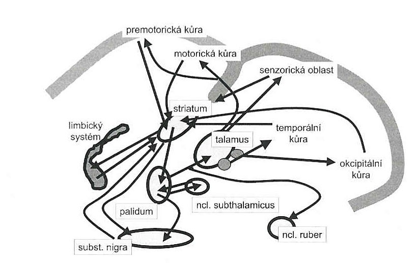 Zapojení bazálních ganglií Všechny spoje bazálních ganglií jsou uspořádány do drah, které tvoří zpětnovazebné okruhy (PETROVICKÝ a spol., 2002).