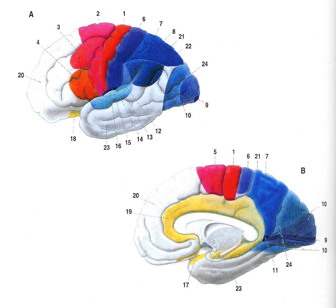 Obr. 26 Funkční oblasti kůry (ČIHÁK, 1997).