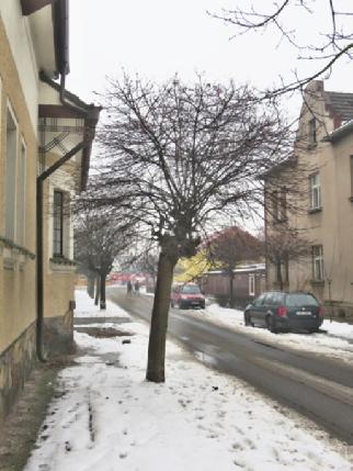 FOTODOKUMENTACE STÁVAJÍCÍHO STAVU Jižní část řešeného území: lipová alej sekundární koruny, určené k ošetření;