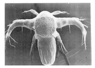 Obr. 10. Testovaný organizmu Brachionus calicyflorus. [35] 3.6.1.4 Thamnotoxkit F Jedná se o alternativní biotest, který je v mnohém podobný testu Rotoxkit F.