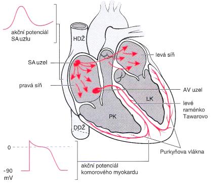 1 ELEKTRICKÁ AKTIVITA SRDCE Následující text popisuje elektrickou aktivitu srdeční spolu s fyziologickým EKG a jeho základním měřením.