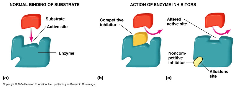 Inhibice enzymů The figure is found at: http://stallion.abac.peachnet.