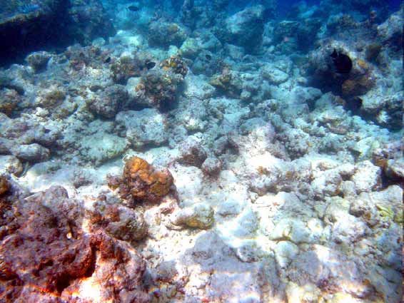 Coral bleaching Two images of the Great Barrier Reef, showing that the warmest water (top picture) coincides with the coral reefs (lower picture), setting up conditions that can cause coral bleaching.