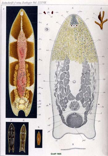 Kmen ACOELOMORPHA (PRAPLOŠTĚNCI) Monofylie ploštěnců byla vždy podezřelá, jako kmen vlastně neměli žádné pořádné znaky Ty uváděné (konečný počet tělních buněk, hermafroditismus, protonefridie) vše i