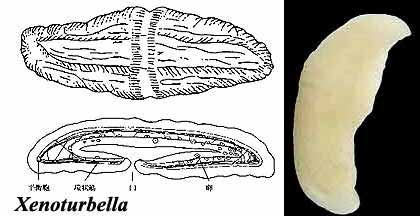případ Xenoturbella - divný bentický červ s příčnou obrvenou páskou - slepá acoelomorfní trávicí soustava, praploštěnce připomínají i kořínky bičíků, pokožka - žádné vylučovací orgány, hermafrodit,