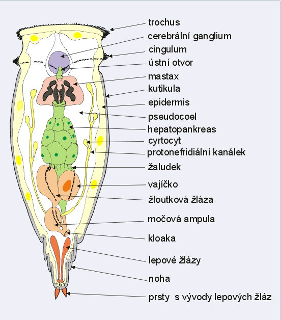 kmen ROTIFERA (= SYNDERMATA) - VIŘNÍCI -vířivý orgán (trochus + cingulum), podobný systému trochoforových larev - determinovaný počet buněk (v syncytiích buněčných jader)