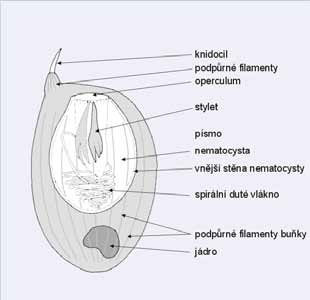 kmen CNIDARIA (ŽAHAVCI) - gastrulovitá stavba těla, ektoderm a endoderm jako pravé epitely, mezi nimi mezoglea s kolagenními vlákny a (někdy)