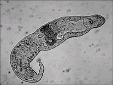 kmen GNATHOSTOMULIDA (ČELISŤOVCI) - objeveni až 1956 - mikroskopičtí, intersticiální ( písky s vysokou koncentrací sulfidů ), vzdáleně připomínají divné ploštěnky - mají však úplnou trávicí trubici s