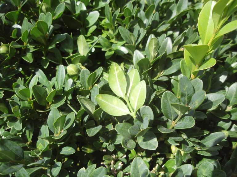 Buxus