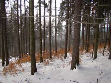 Lesní certifikace FSC je nástroj podpory šetrného les.