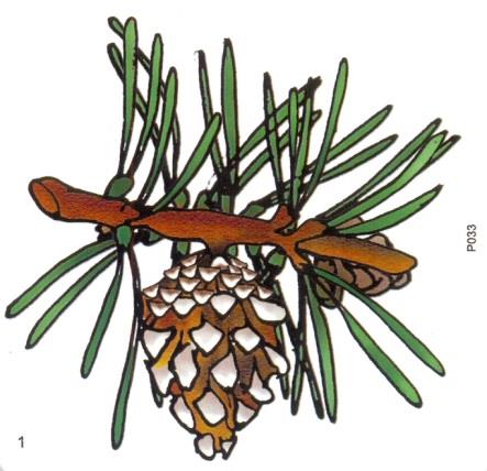 Pracovný list č. 1 Borovica lesná 1. Doplň k obrázku názov ihličnatého stromu. 2. Doplň do viet správne slovo zo zátvorky. Borovica je... ( ihličnatý, listnatý) strom. Poznáme niekoľko druhov borovíc.