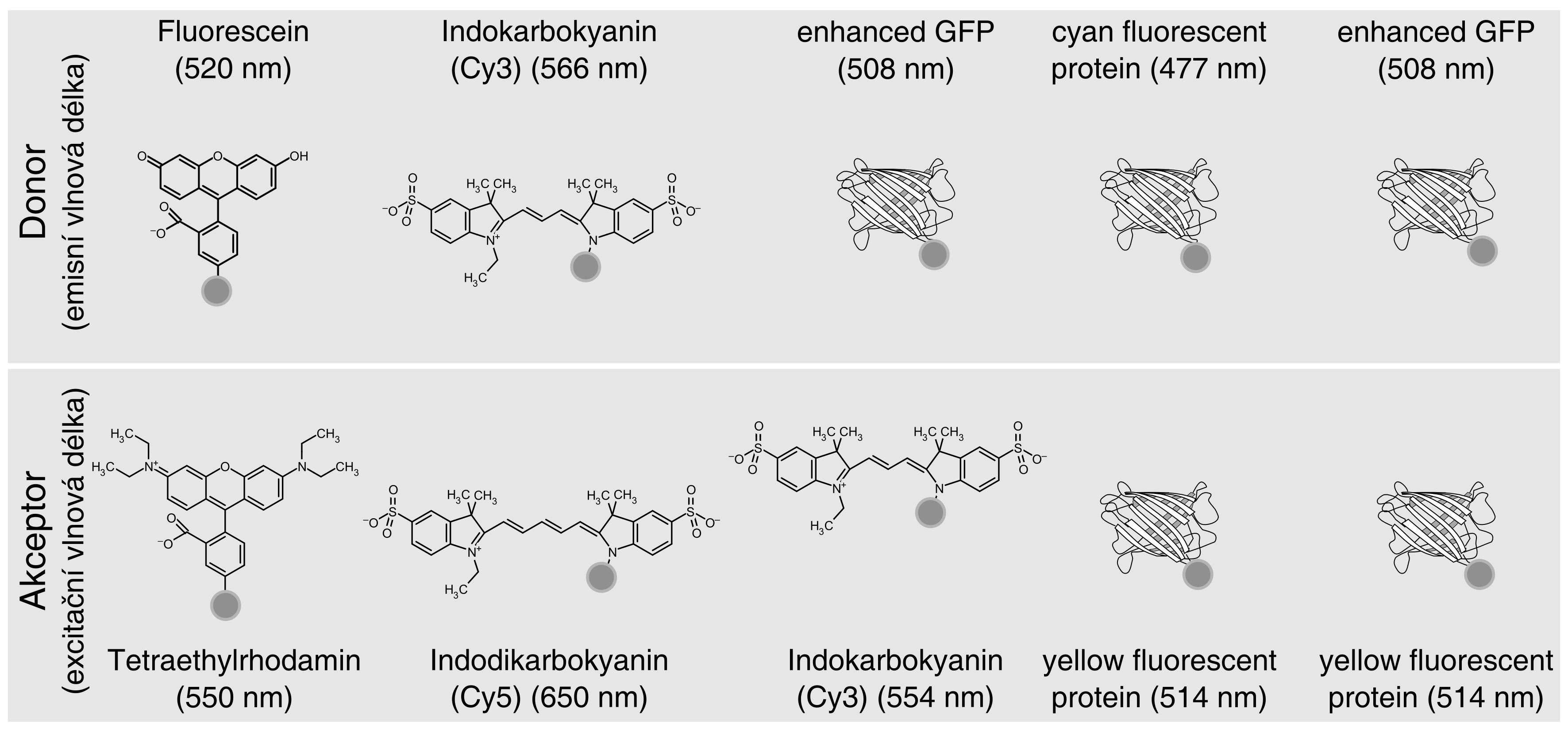 Spektrofluorimetrie FRET