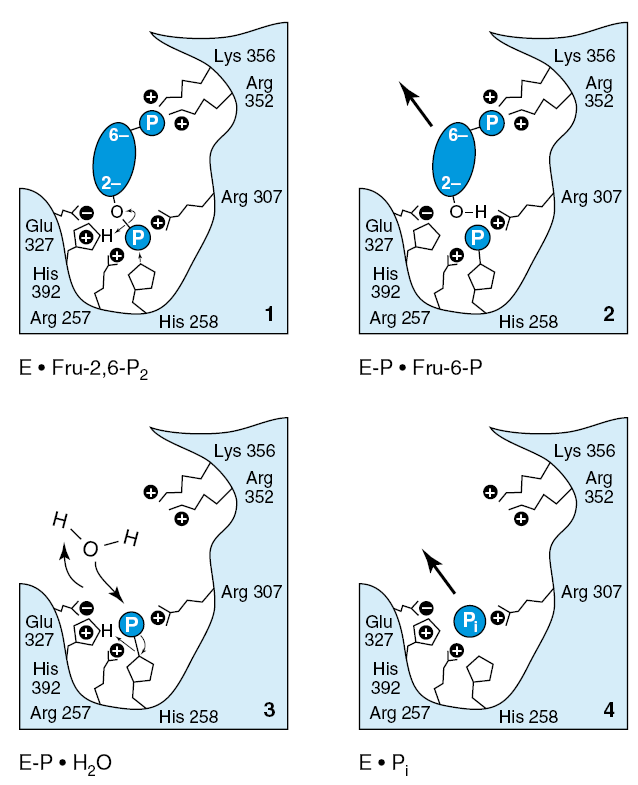 Katalýza fruktóza-2,6-bisfosfatázou (1) Lys 356 a Arg 352, Arg 307 a Arg 257 stabilizují čtyři negativní náboje dvou fosfátů substrátu.