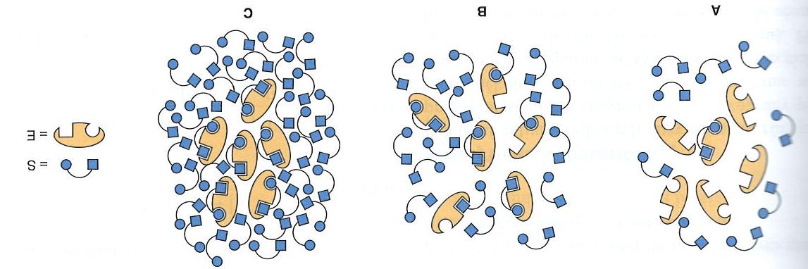 Rovnice MIchaelise- Mentenové Matematický model vztahu mezi počáteční rychlostí v 1 a koncentrací substrátu [S] Koncentrace substrátu, při níž je v 1 rovno