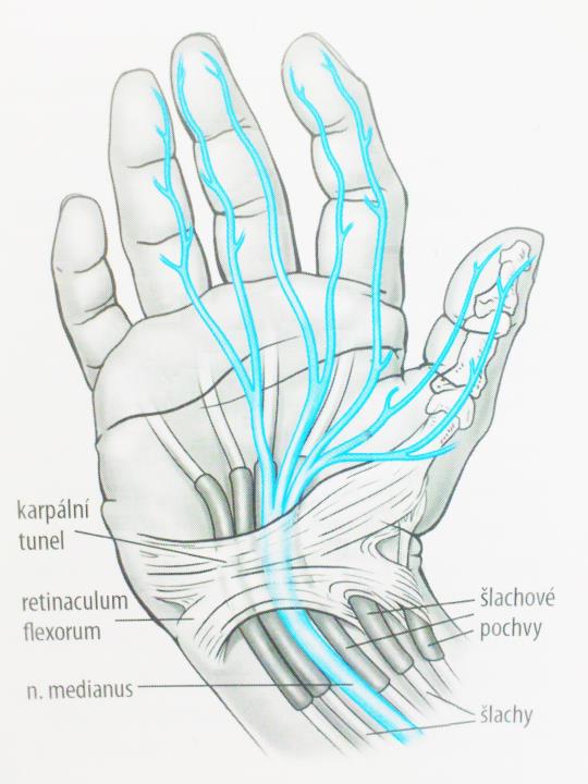 stranou ruky s inervací podstatné části thenaru m. opponens pollicis, abduktor pollicis brevis a části krátkého flexoru palce. Inervaci zajišťuje i I. až III. lumbrikálnímu svalu.