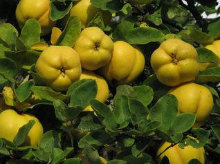 Malina Glen amples Severoamerická odroda. Stredne veľký ker. Plody dozrievajú od polovice VI do VII mesiaca.