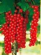 Ojebyn Krajina pôvodu je Švajčiarsko. Odroda ktorého plody dozrievajú koncom VI a potrvá až do VII mesiaca. Plody sú veľké na dlhšom strapci aromatickej chuti.