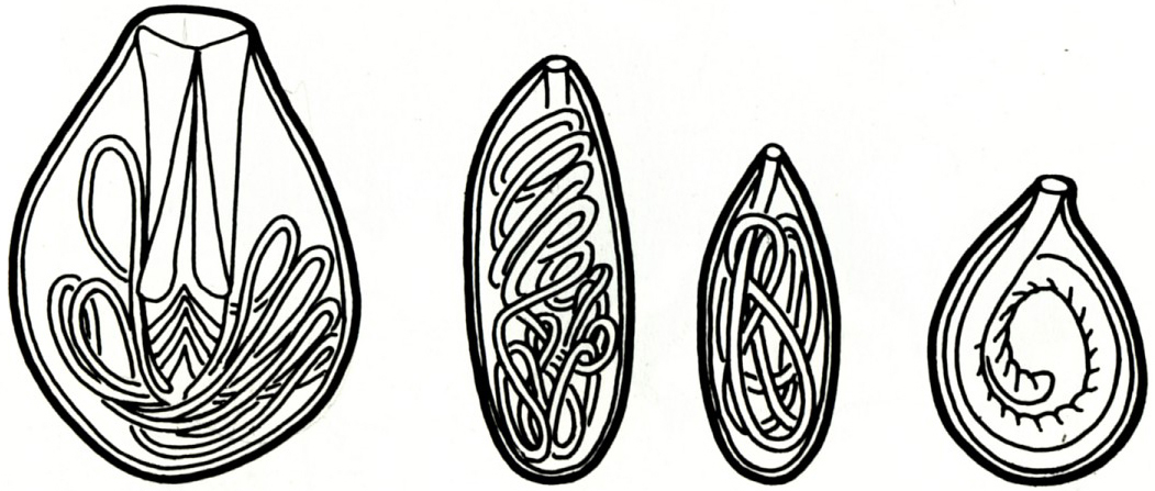 gonochorista, gonády vytváří na jaře a na podzim, je eurytermní (7-29 C)
