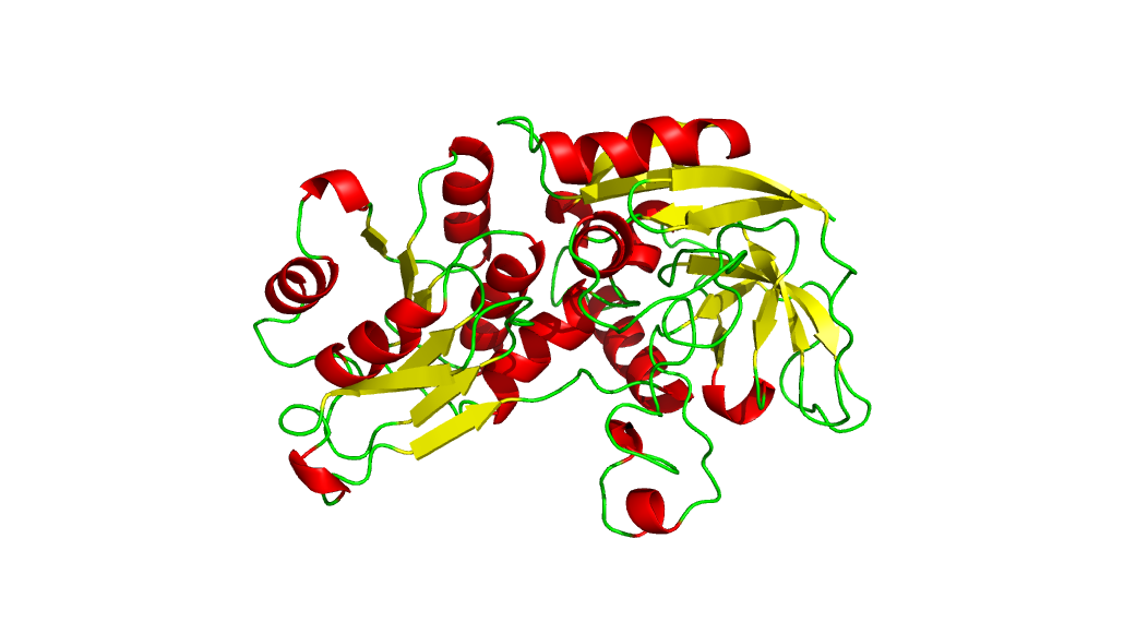 Struktura proteinů q terciální struktura celkové prostorové uspořádání jednoho polypeptidového řetězce q kvartérní struktura uspořádání