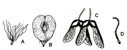 (obr. č. 2B, C) (Taraxacum) nebo kozí brady (Tragopogon). Trichomy může být pokryt celý povrch semene, třeba u bavlníku (Gossypium), nebo jen horní část - vrbovka (Epilobium) (obr. č. 3A).