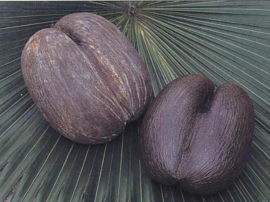 6 - Ořech palmy lodoicea seychelská (Lodoicea maldivica) vážící až 30 kg (Chan, 2003). Plody kokosovníků ořechoplodých (Cocos nucifera) patří též mezi známé plavce. Kokosy jsou jednosemenné peckovice.