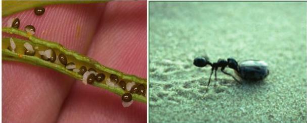 (Geotrupidae), kteří jsou známí roznosem semen z hromádek výkalů, kterými se snaží nakrmit své larvy. (Seckbach a Dubinsky, 2011). Myrmekochorie Roznos diaspor mravenci se nazývá myrmekochorie.