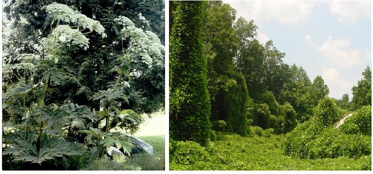 Obr. č. 10 Nepůvodní druhy zavlečené člověkem. Vlevo bolševník velkolepý (Heracleum mantegazzianum) (Pazdera, 2010). Vpravo souvislý porost kudzu (Pueraria montana) (DiTomaso a Healy, 2003).