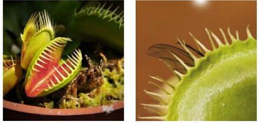 Obr. č. 20 Mucholapka podivná (Dionea muscipula). Vlevo otevřená přeměněná listová čepel past. Vpravo rychle sklaplá past s hmyzem uvězněným uvnitř (Mauseth, 2012).