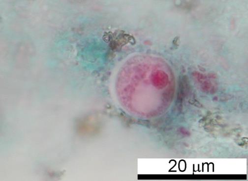 VZORK B: vajíčka Trichostrongylus sp., četnost C Ve vzorku byly přítomny ještě larvy nematodů. Které však nebyly předmětem hodnocení.