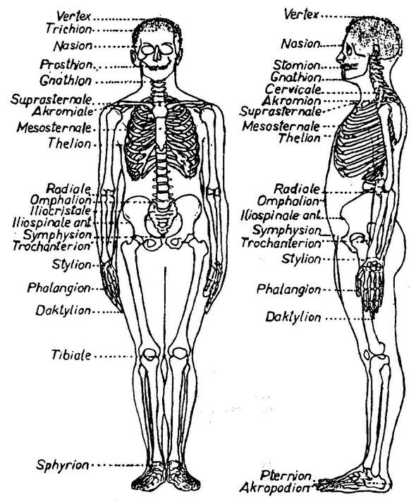 Obr.1: Základní antropometrické body (Riegerová a Ulbrichová 1998). Základní rozměry těla mají své standardní označení (kódy) a stanovené body, mezi nimiž se měří vzdálenost (viz výše).