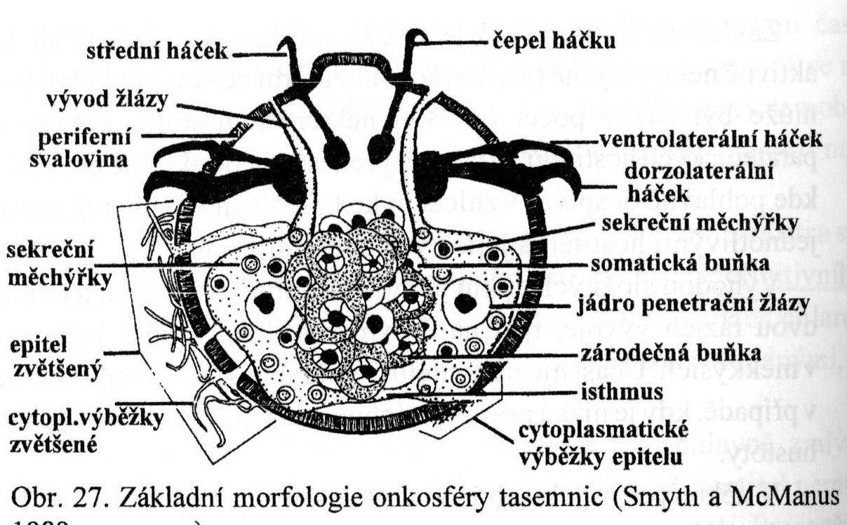 Anatomie