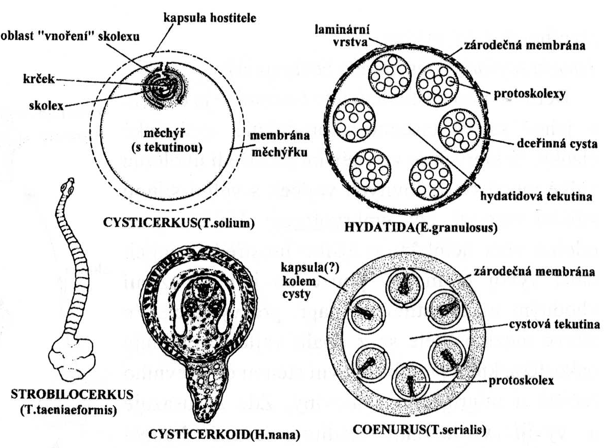 Cystická